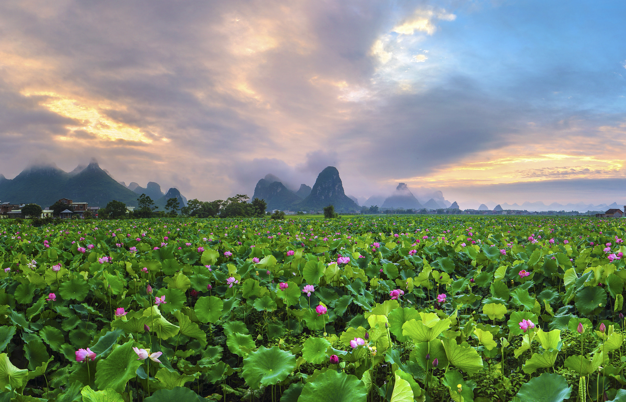 Canon EOS-1D X + Canon TS-E 24.0mm f/3.5 L II sample photo. 接天荷花take days lotus photography