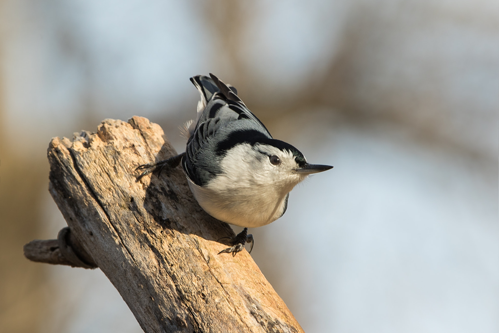 Canon EOS 7D Mark II + Canon EF 70-200mm F2.8L IS II USM sample photo. Ready...aim... photography