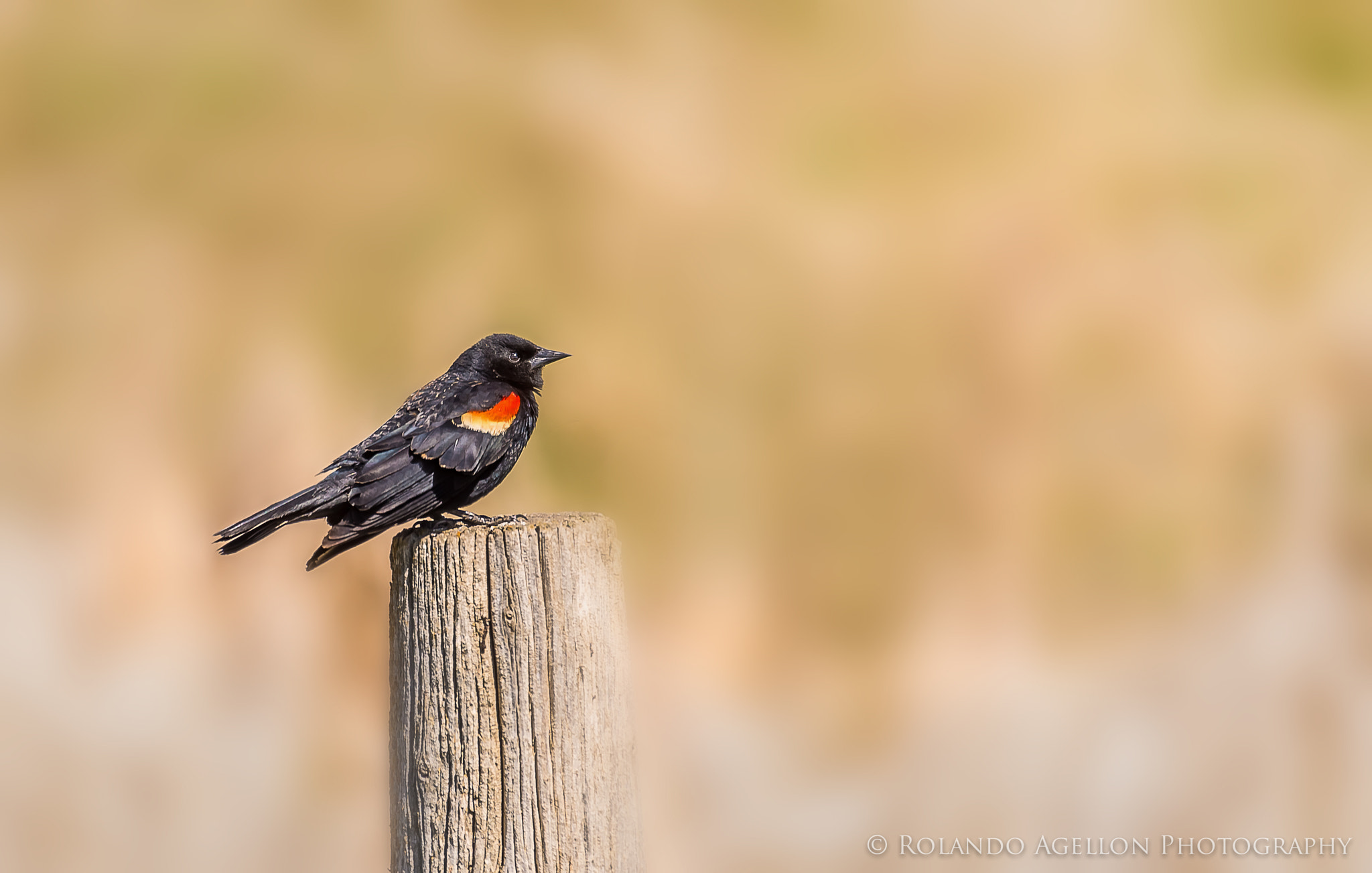 Sigma 120-400mm F4.5-5.6 DG OS HSM sample photo. Red wing black bird 3 photography