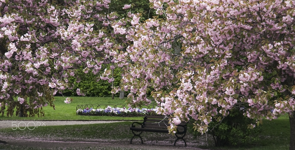 Samsung NX 50-200mm F4-5.6 ED OIS sample photo. Under the cherry thee photography