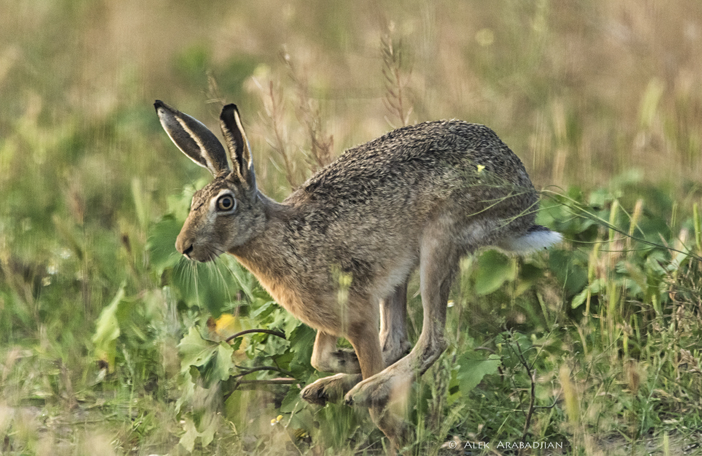 Nikon D5 + Nikon AF-S Nikkor 400mm F2.8E FL ED VR sample photo. The fast one photography