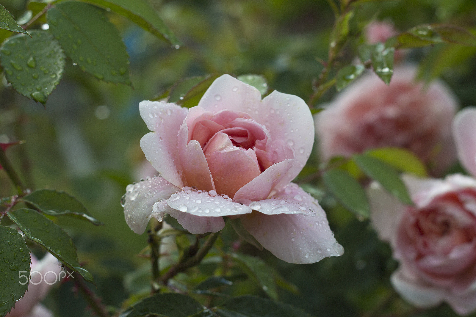 Canon EF 35-80mm f/4-5.6 sample photo. Roses after the rain photography