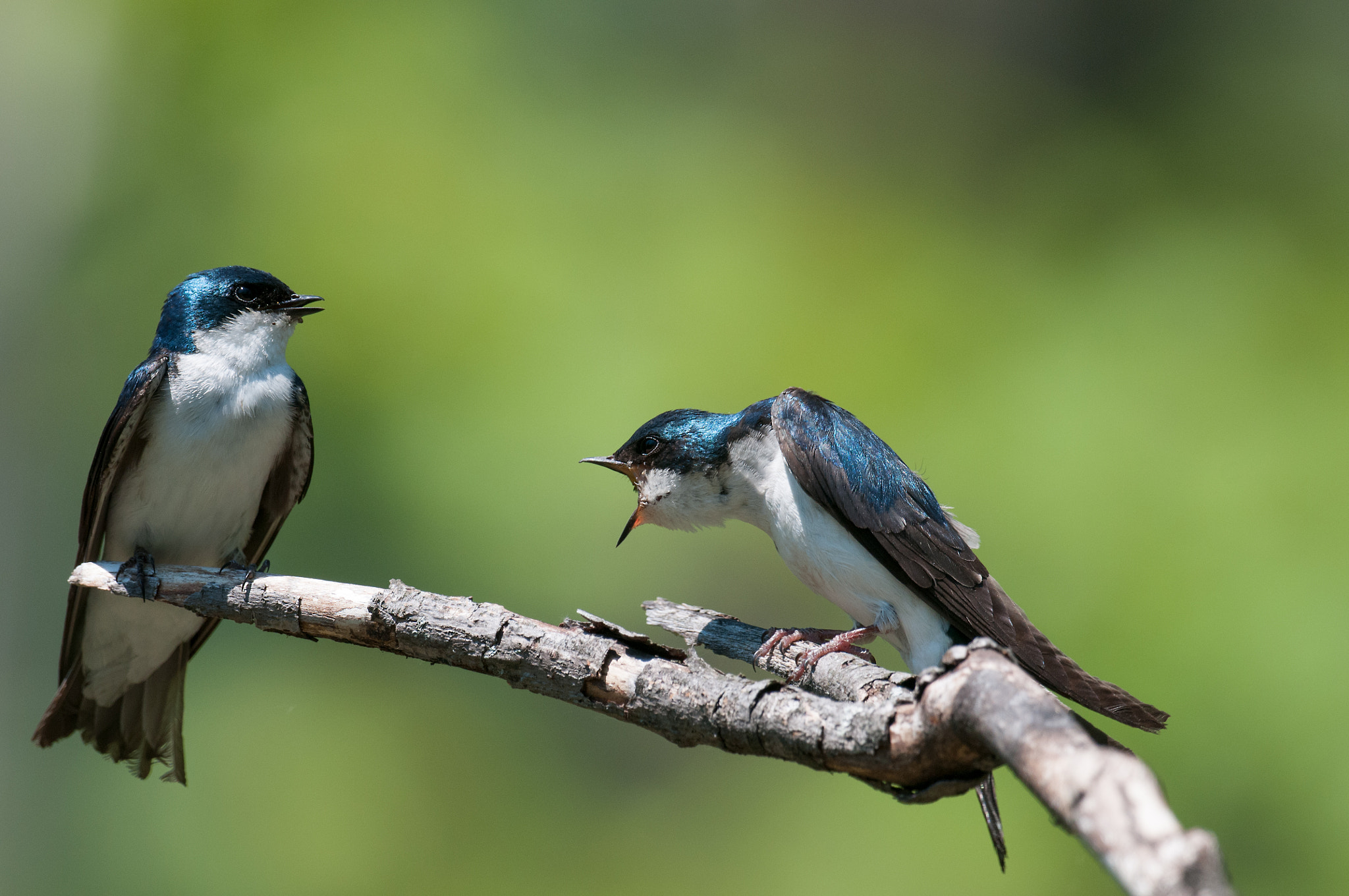 Nikon AF-S Nikkor 800mm F5.6E FL ED VR sample photo. Hirondelle bicolore, tachycineta bicolor tachycineta, tree swall photography