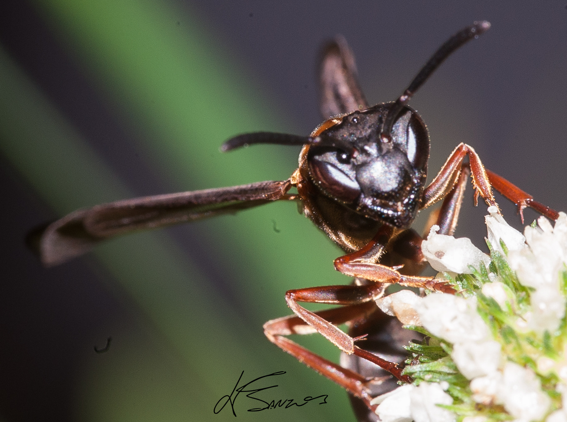 Sigma 105mm F2.8 EX DG OS HSM sample photo. Autoral only macro pictures photography