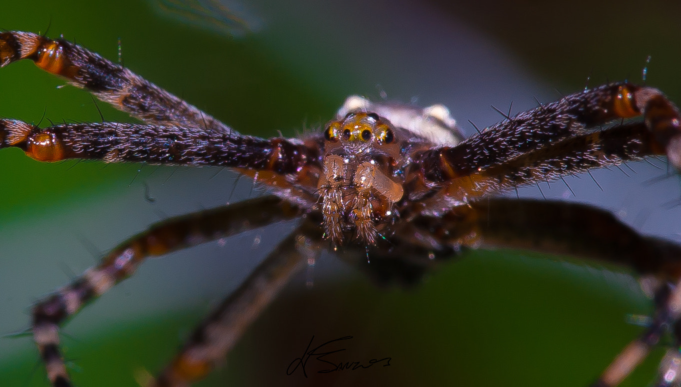 Nikon D700 + Sigma 105mm F2.8 EX DG OS HSM sample photo. Autoral only macro pictures photography
