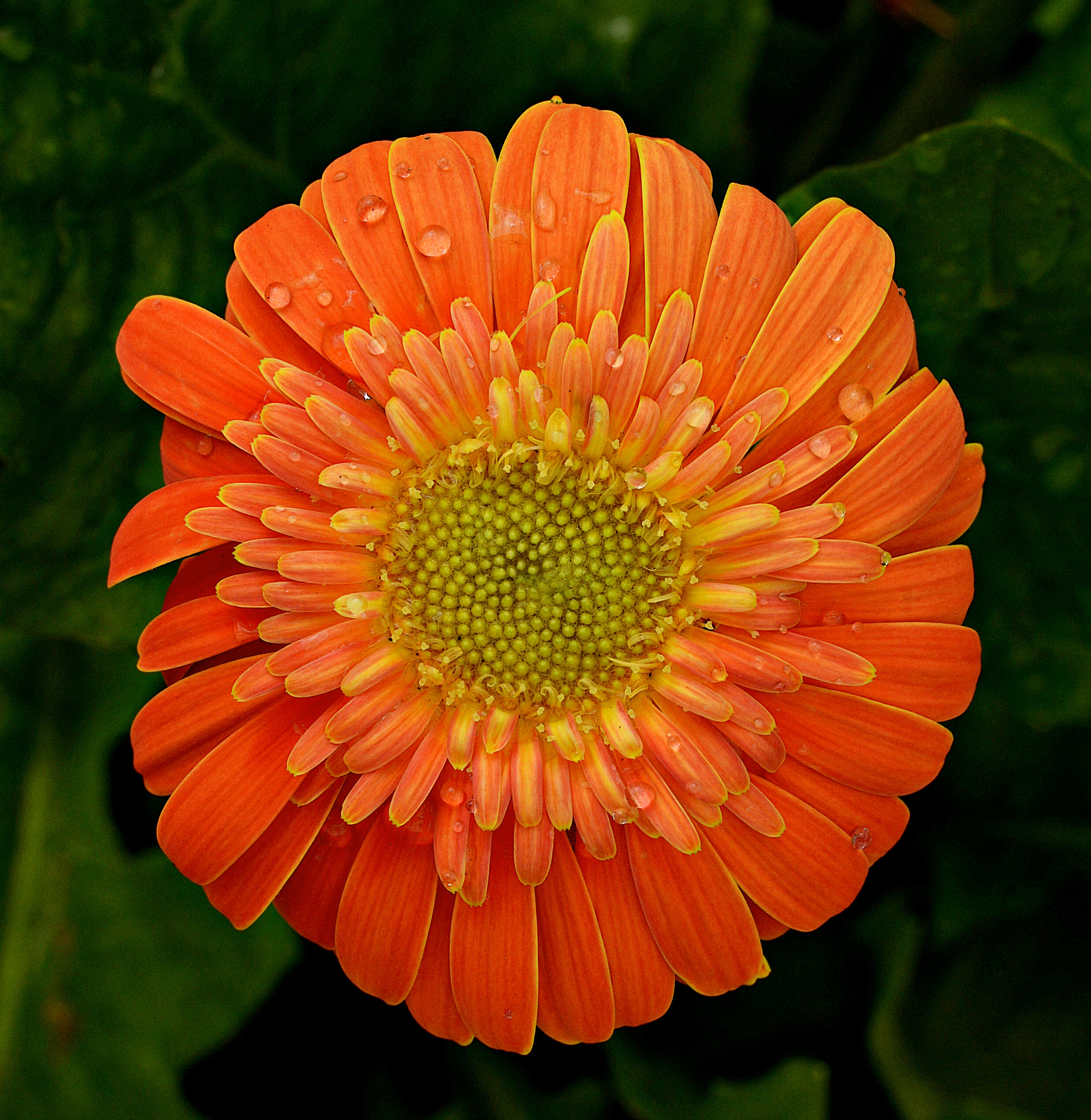 Tamron SP 70-200mm F2.8 Di VC USD sample photo. Inverted daisy photography