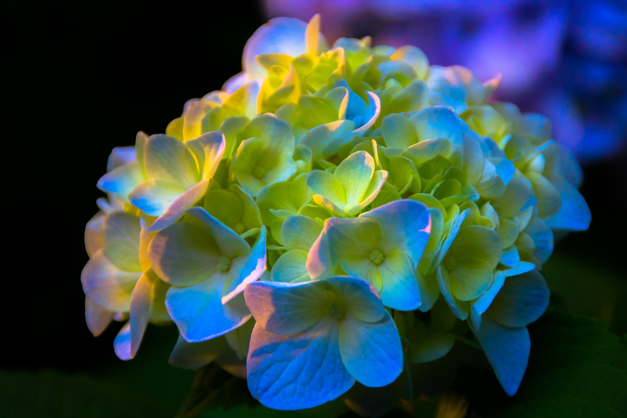 Canon EOS 750D (EOS Rebel T6i / EOS Kiss X8i) sample photo. Soft and colorful photography