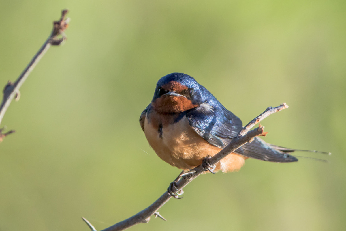 Canon EOS 7D Mark II + Canon EF 200-400mm F4L IS USM Extender 1.4x sample photo. Barn swallow photography