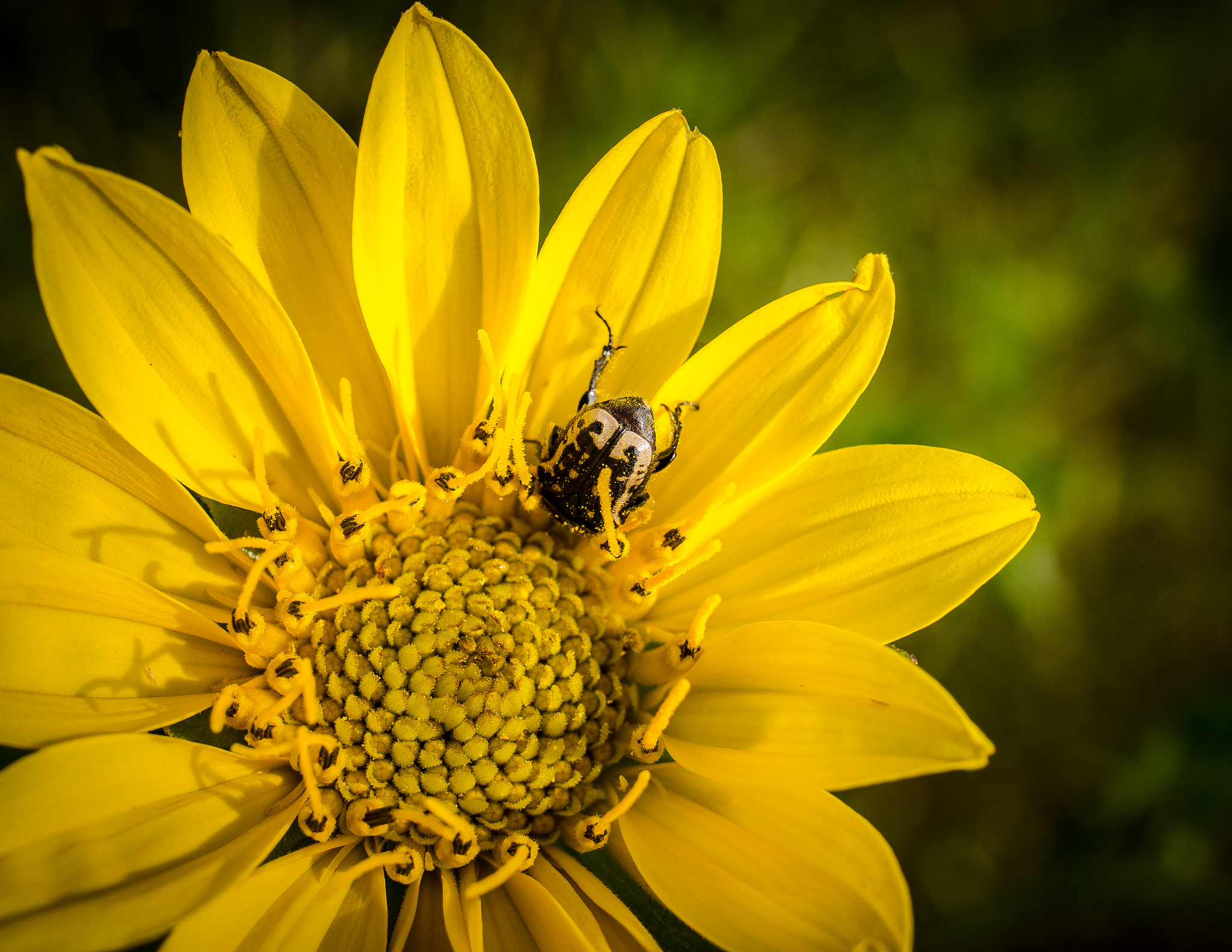 Nikon D7000 + Tamron SP 35mm F1.8 Di VC USD sample photo. Rough sunflower photography