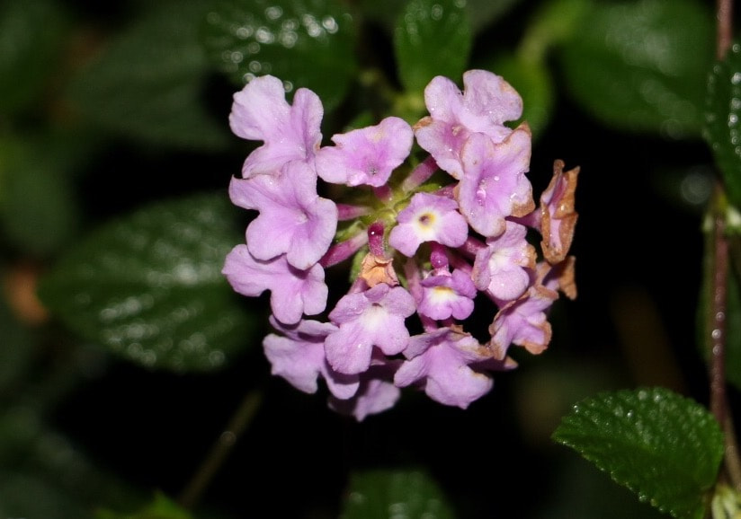 Canon EOS 760D (EOS Rebel T6s / EOS 8000D) sample photo