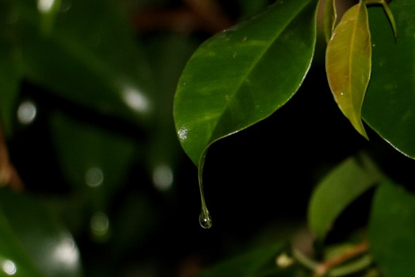 Canon EOS 760D (EOS Rebel T6s / EOS 8000D) sample photo