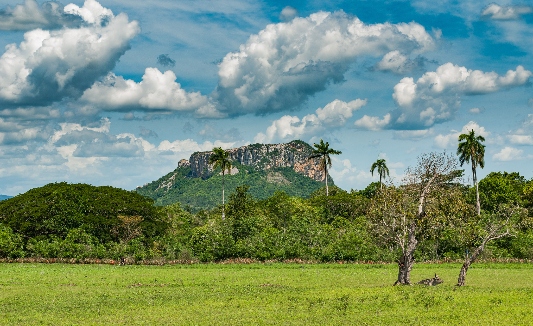 Nikon D80 + Nikon AF-S Nikkor 50mm F1.4G sample photo. Cuba countryside photography