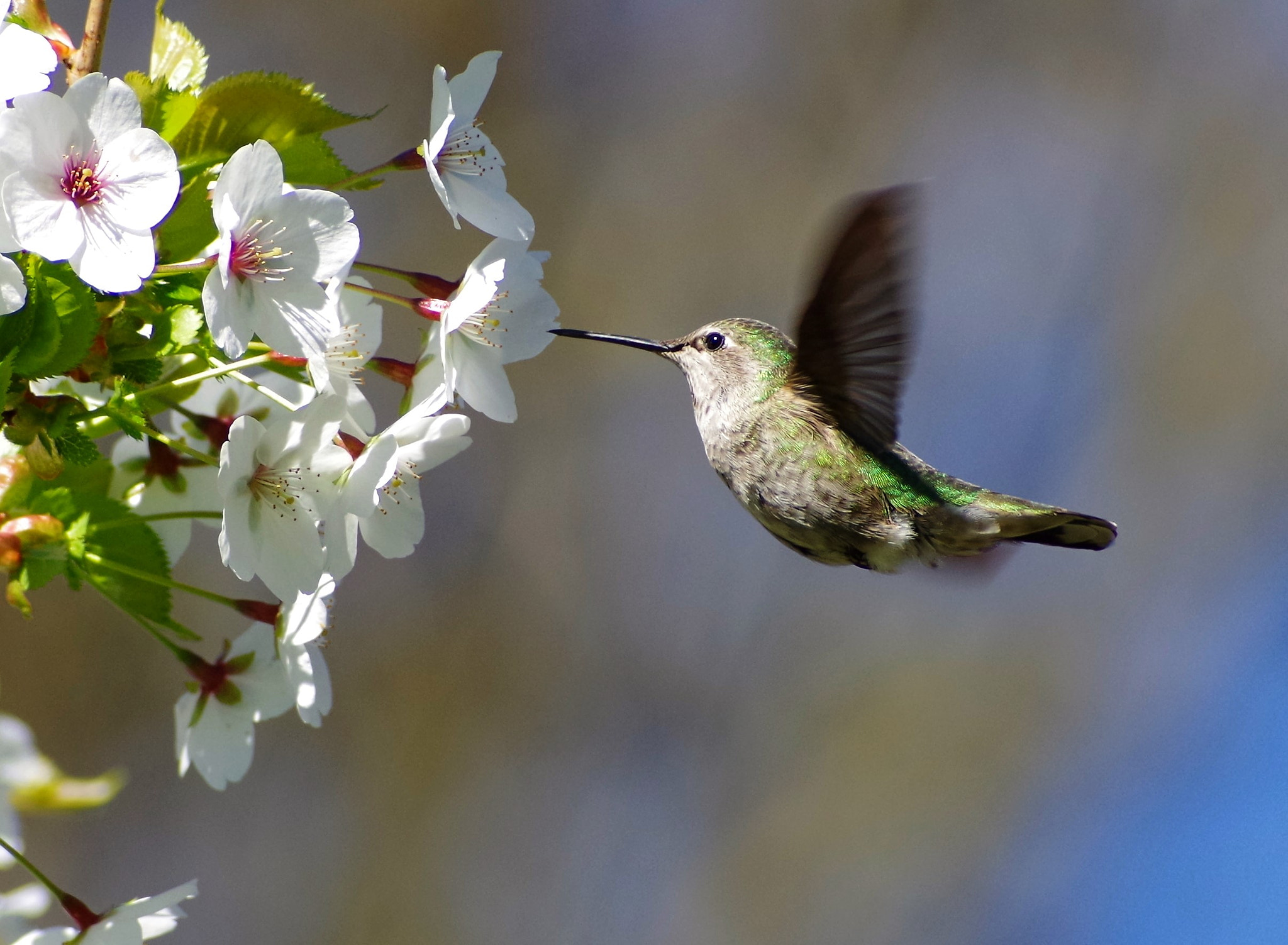 Pentax K-30 + A Series Lens sample photo. Hummingbird photography