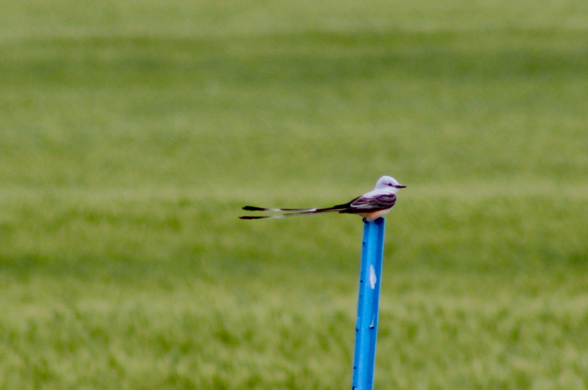 Canon EF75-300mm f/4-5.6 sample photo. Scissortail fly catcher photography