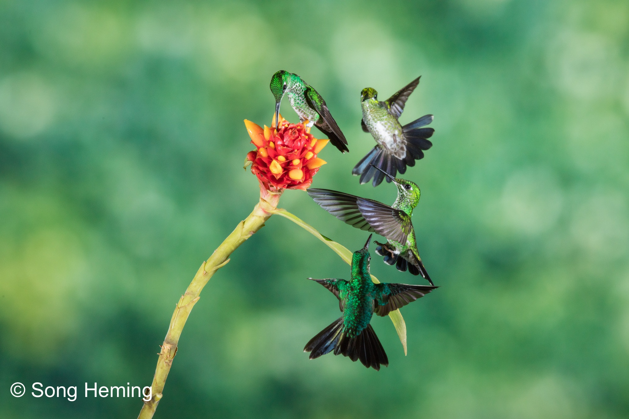 Canon EF 300mm F2.8L IS II USM sample photo. Hummingbirds like flower photography
