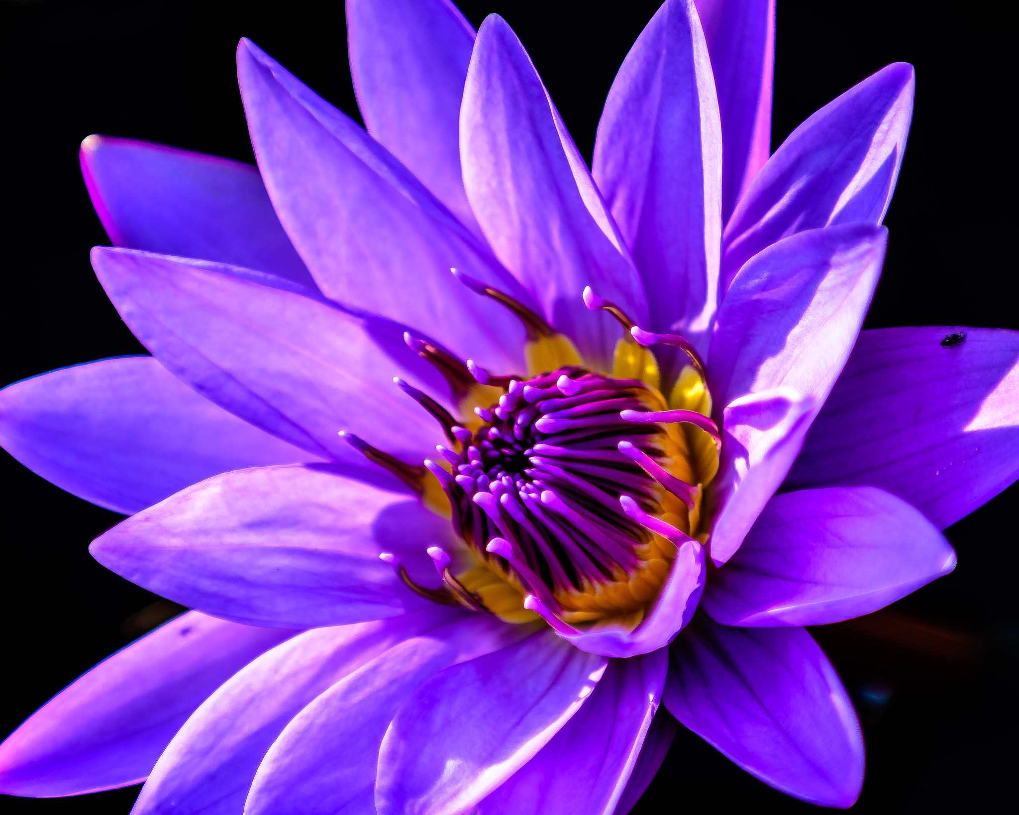 Nikon D500 sample photo. Waterlily @ longwood gardens photography