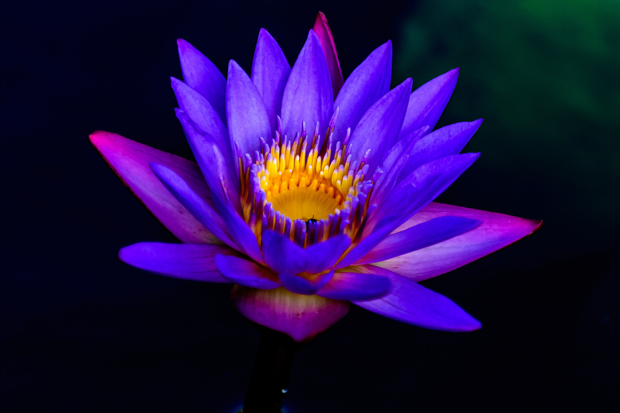Nikon D500 sample photo. Waterlily @ longwood gardens photography