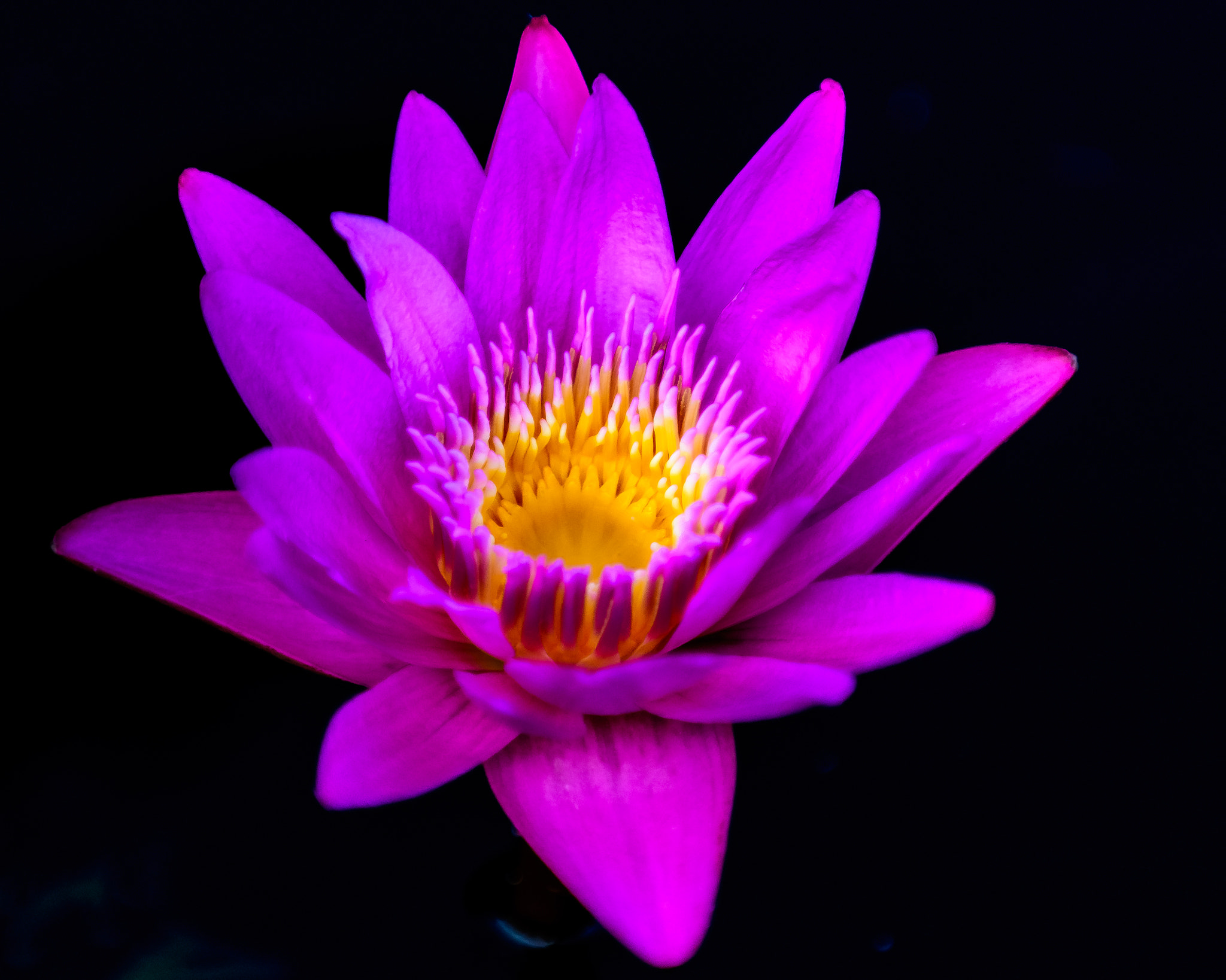 Nikon D500 sample photo. Waterlily @ longwood gardens photography