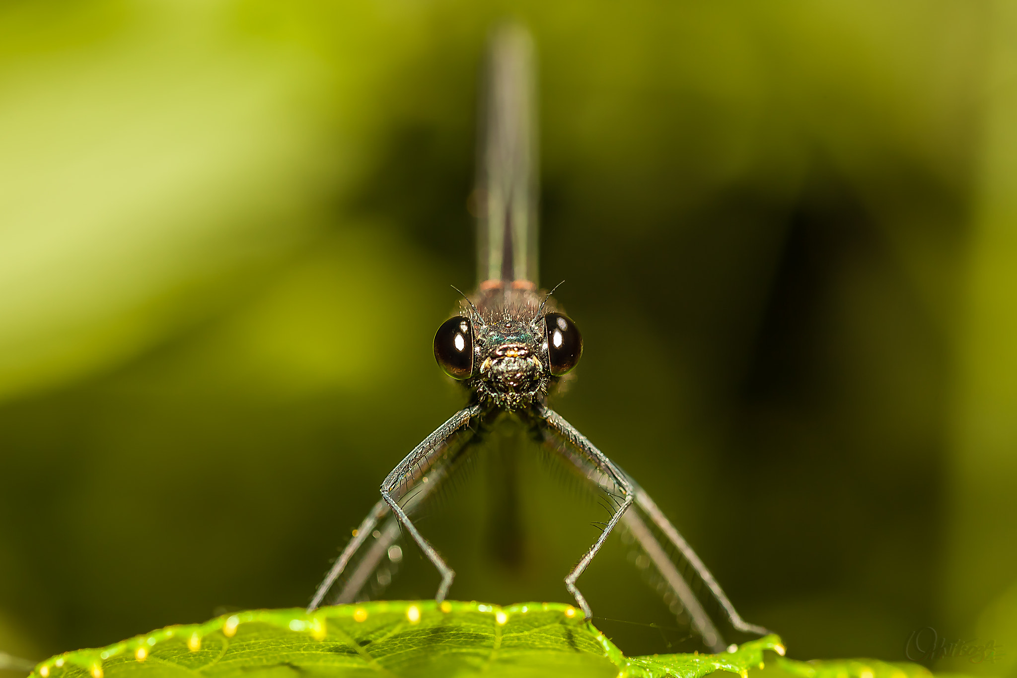 Tamron SP AF 90mm F2.8 Di Macro sample photo. Calopteryx haemorrhoidalis photography