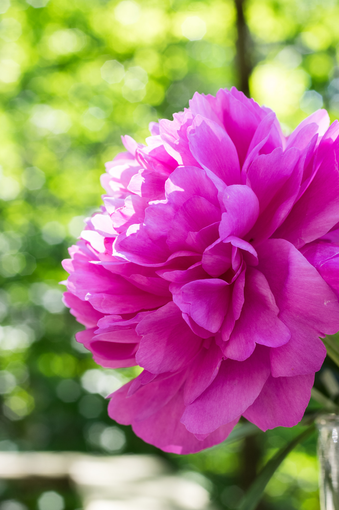 Pentax K-3 + smc PENTAX-FA Macro 50mm F2.8 sample photo. Peony  photography