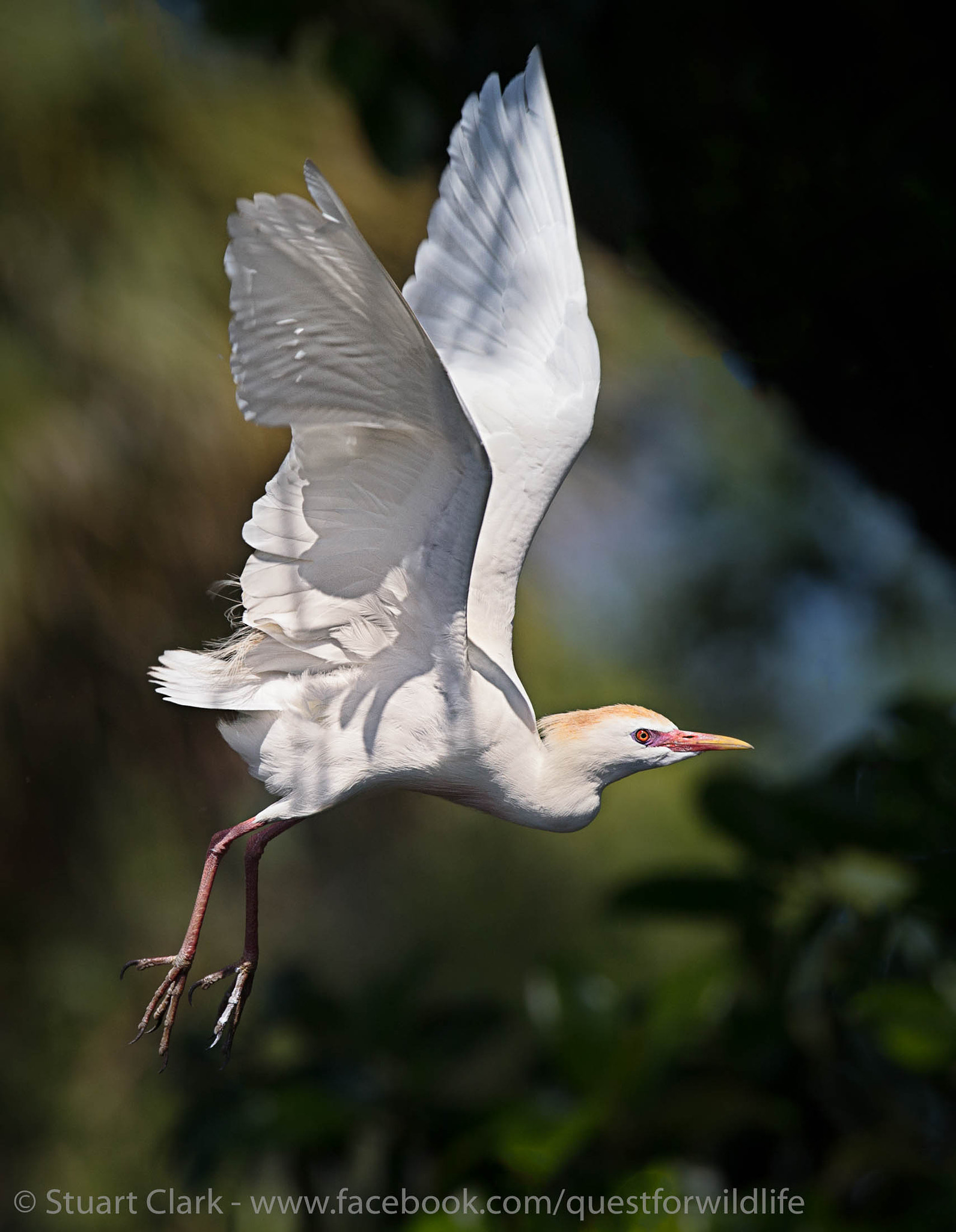 Canon EOS-1D X + Canon EF 600mm f/4L IS sample photo. Bird of many names photography