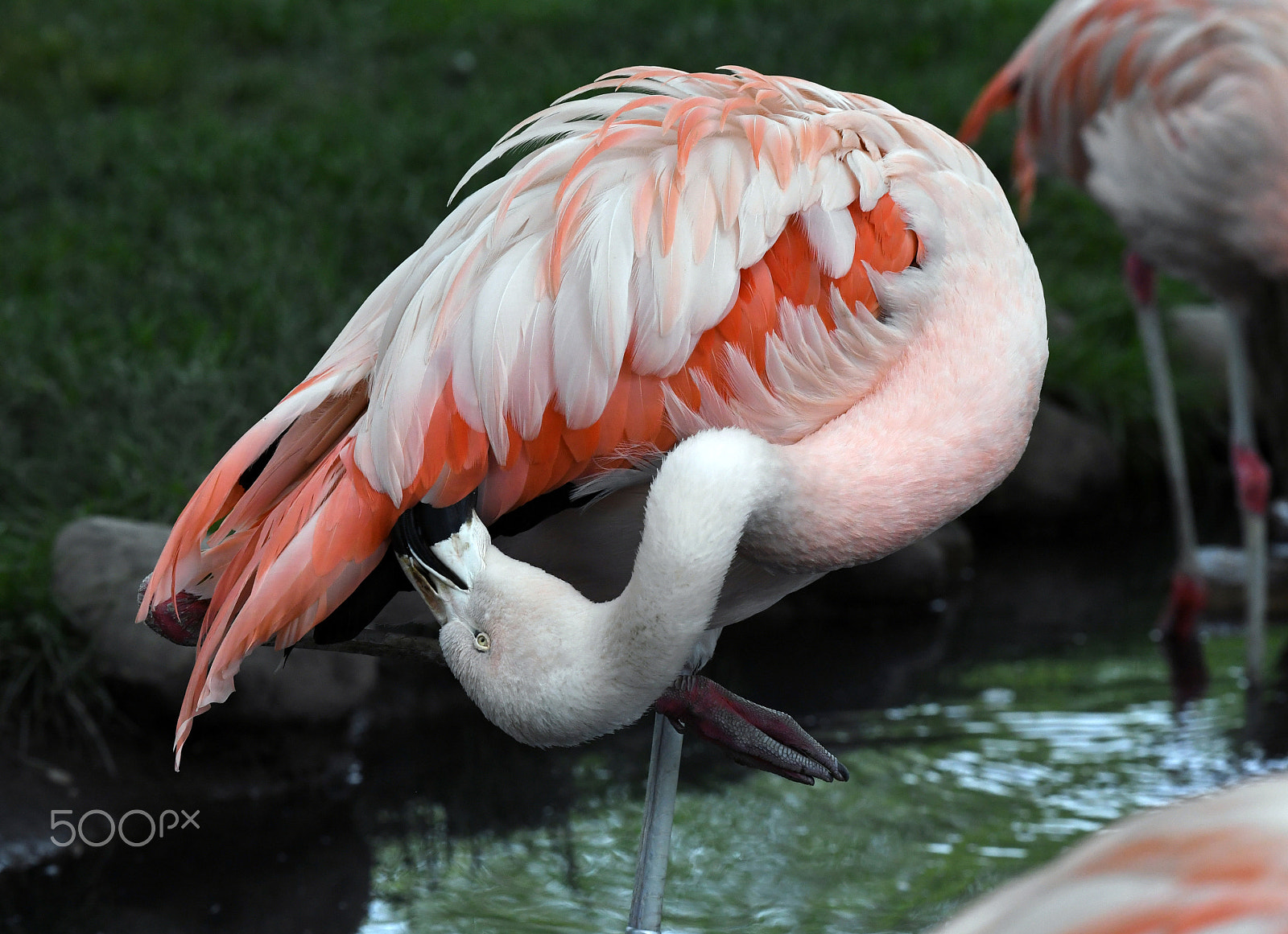 Nikon AF-S Nikkor 200-500mm F5.6E ED VR sample photo. Flamingo cleaning itself photography
