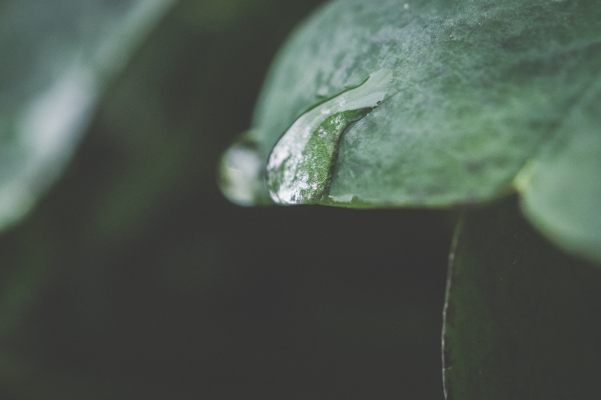 Sony DT 30mm F2.8 Macro SAM sample photo. Prism of life photography