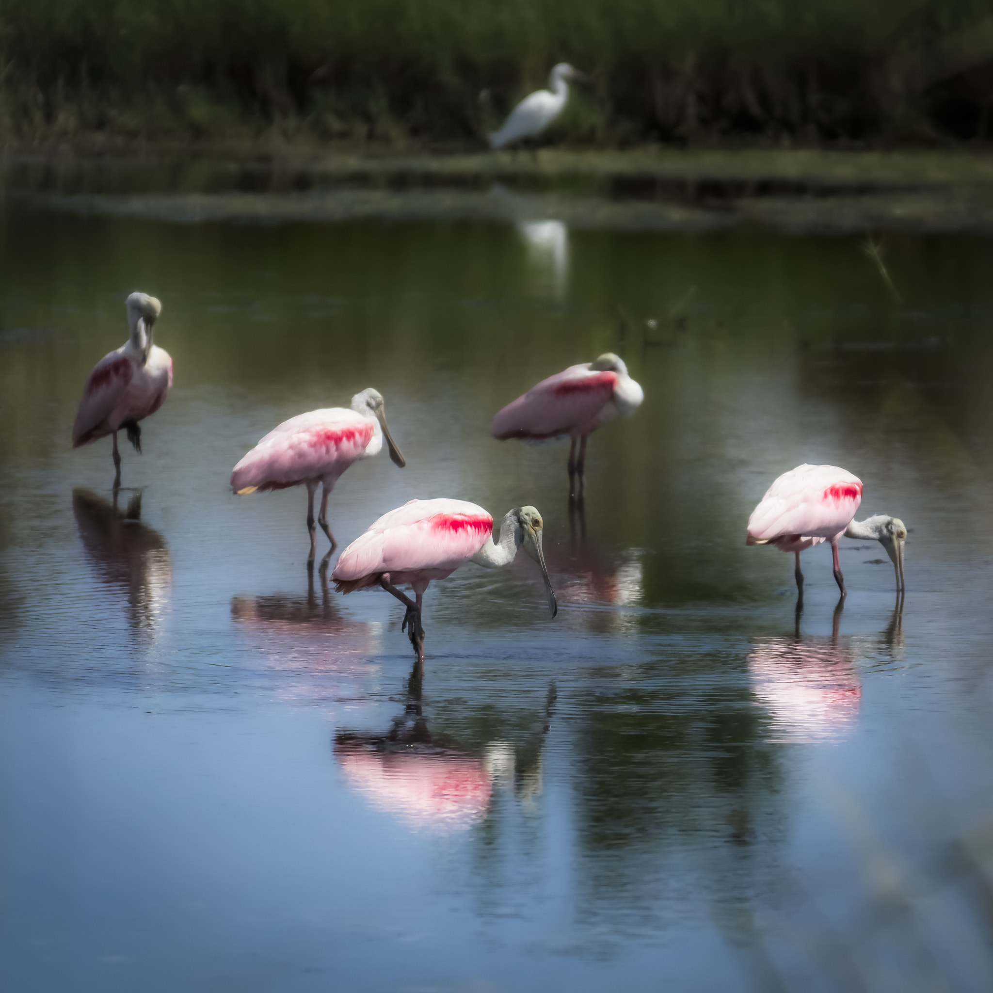 Sony 70-400mm F4-5.6 G SSM II sample photo. Roseate spoonbills photography