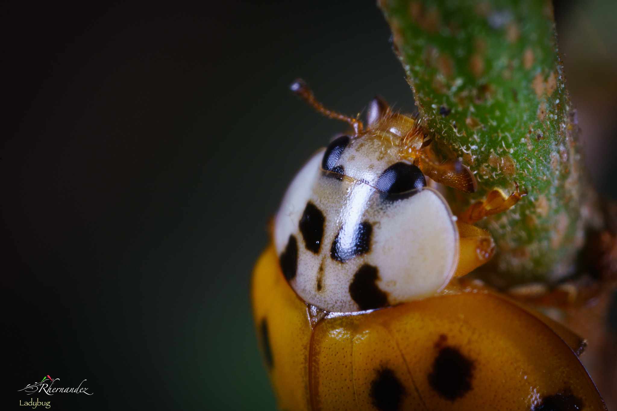 Canon MP-E 65mm F2.5 1-5x Macro Photo sample photo. Ladybug photography
