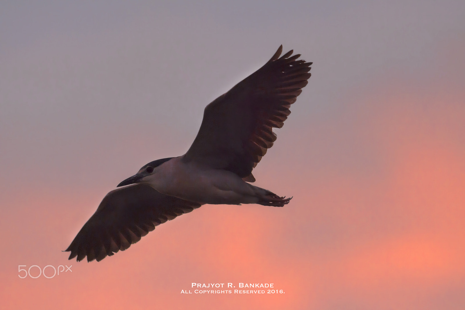 Nikon D7200 + Nikon AF-S Nikkor 500mm F4G ED VR sample photo. Black crowned night heron photography