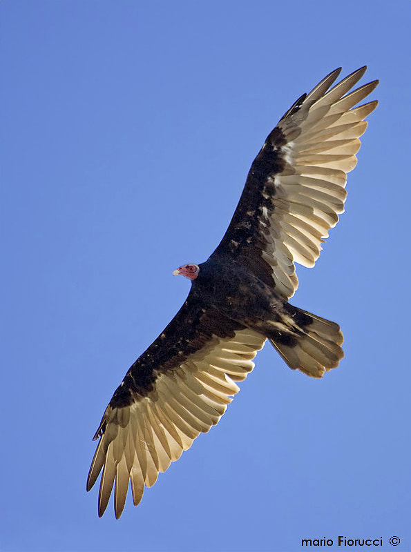 Canon EOS 40D + Canon EF 100-400mm F4.5-5.6L IS USM sample photo. Turkey vulture photography