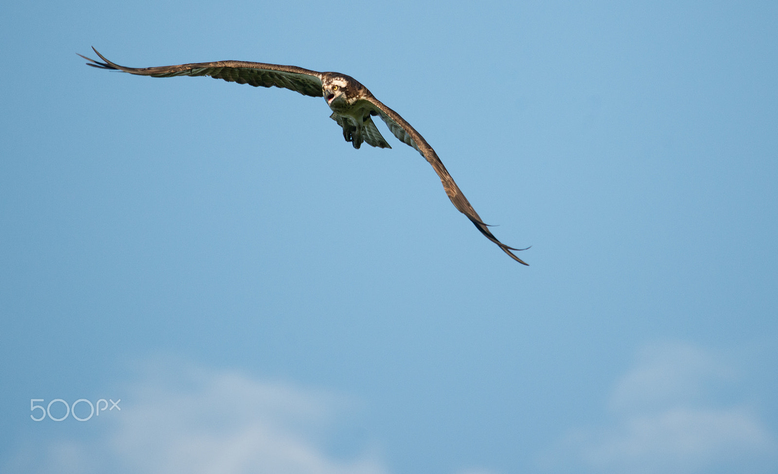 Sigma 150-500mm F5-6.3 DG OS HSM sample photo. Osprey in flight photography