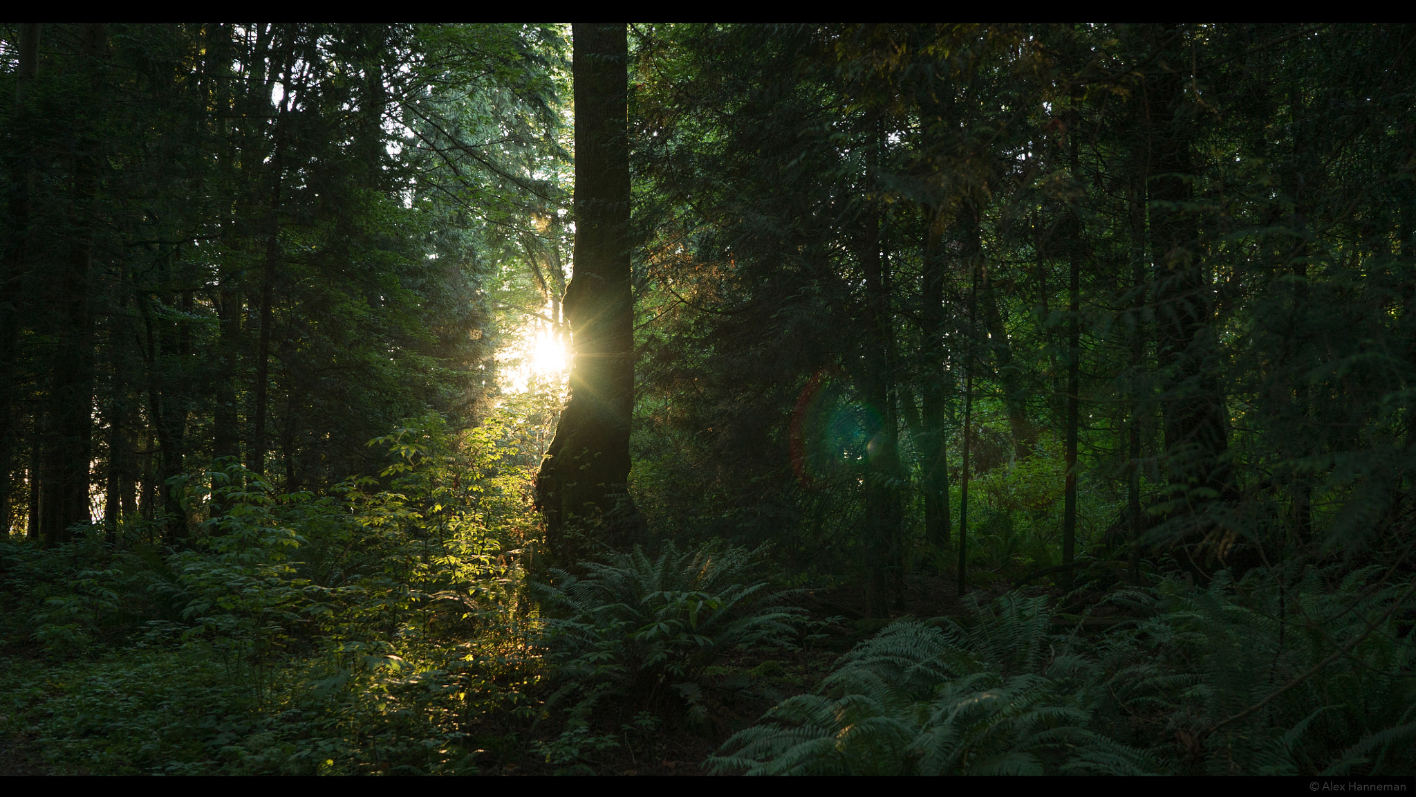 Sony a7S II + Sony Distagon T* FE 35mm F1.4 ZA sample photo. Light through the trees photography