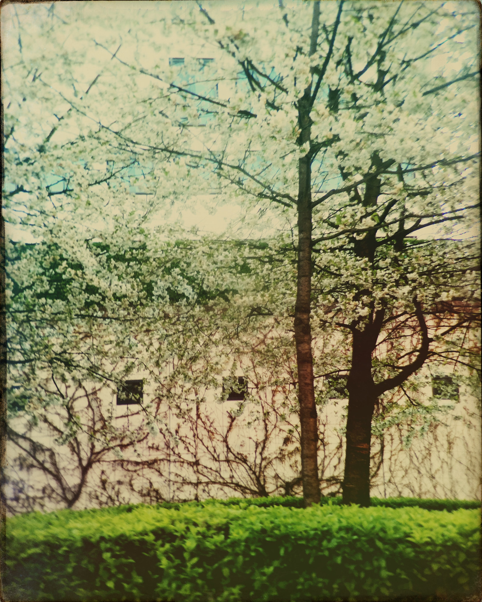 Hipstamatic 313 sample photo. 268 photography