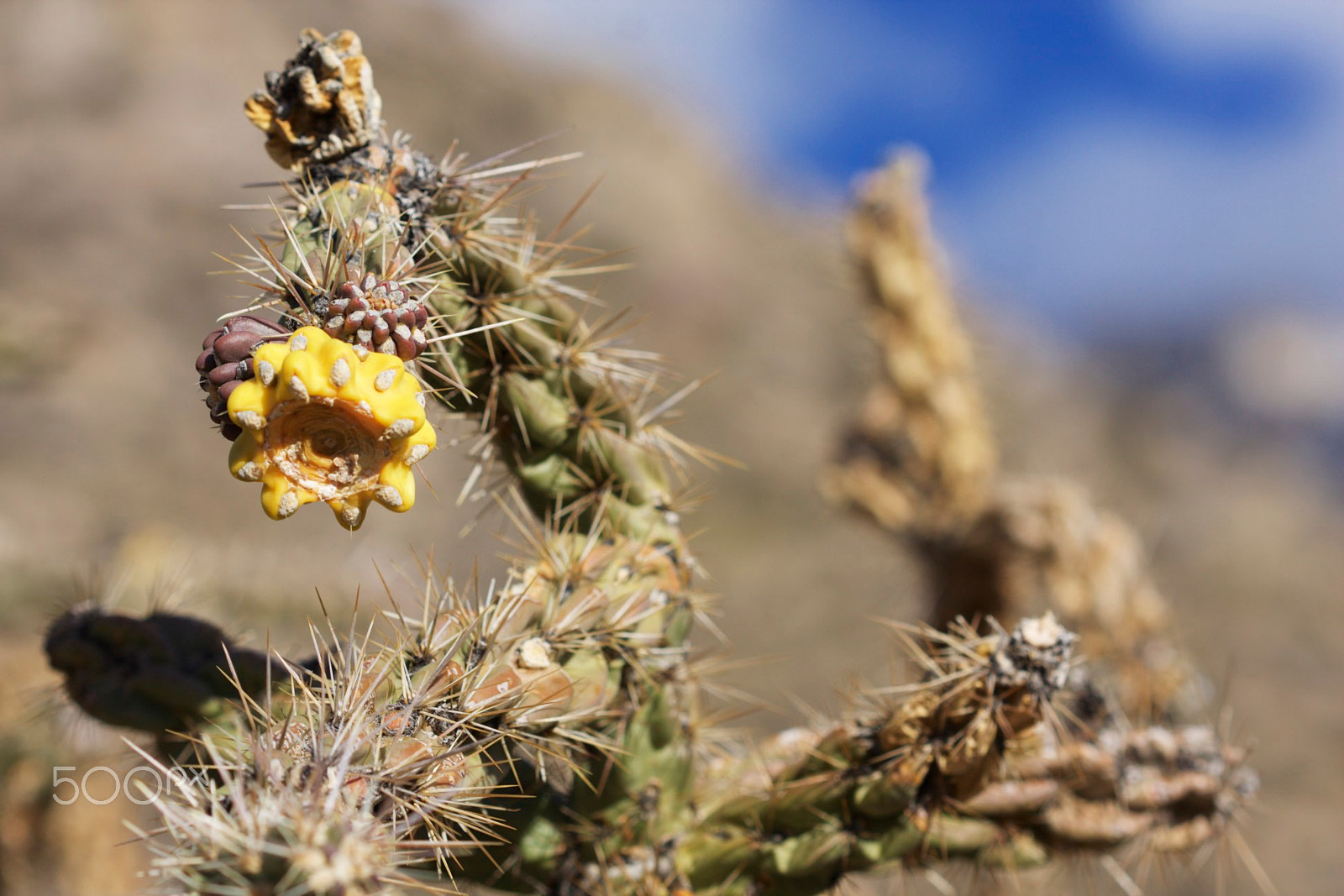 Canon EF 100mm F2.8 Macro USM sample photo. Cactus flower photography
