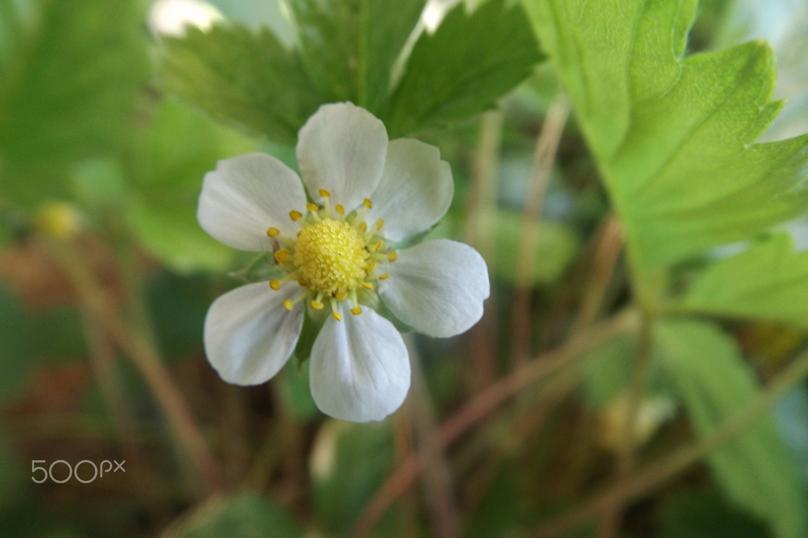 Fujifilm FinePix S4830/Walmart sample photo. Little flower photography