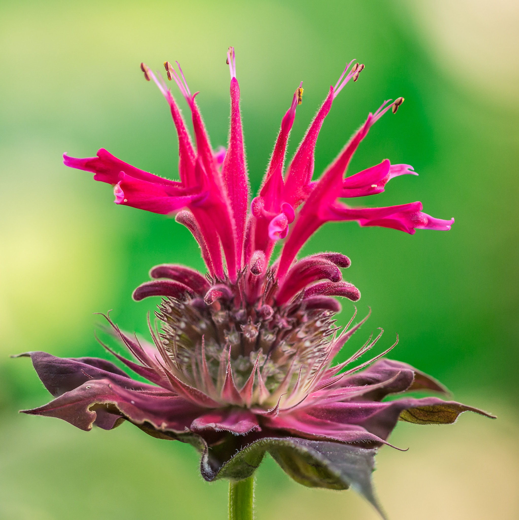 Canon EOS 700D (EOS Rebel T5i / EOS Kiss X7i) + Canon EF 100mm F2.8L Macro IS USM sample photo. Bee balm photography