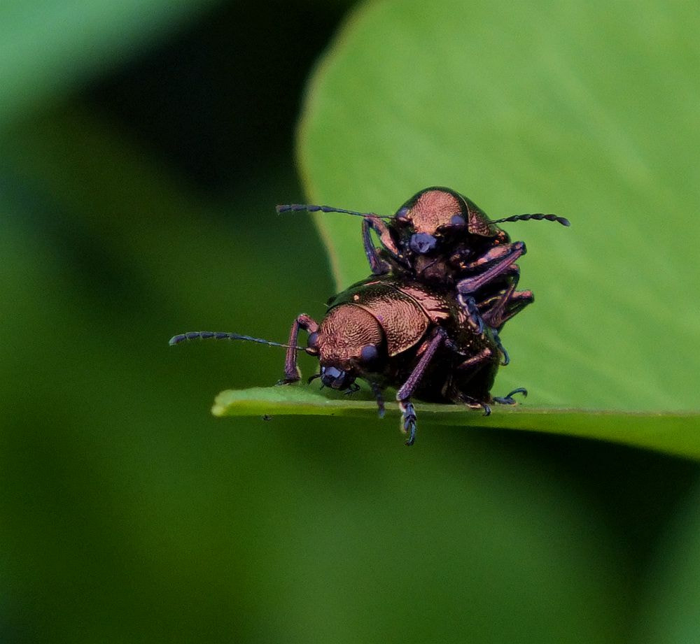 FujiFilm FinePix HS20 EXR (FinePix HS22 EXR) sample photo. 黑甲虫 photography