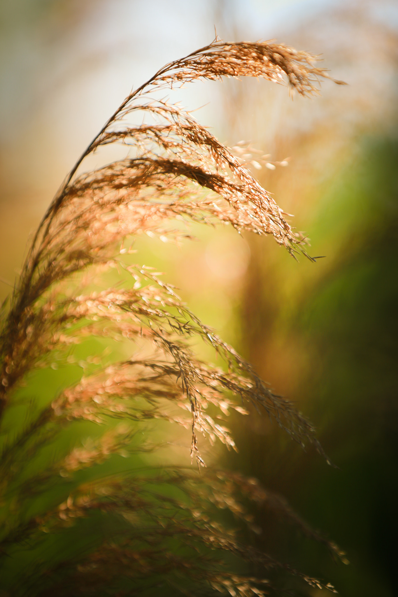 Canon EF 70-200mm F2.8L IS II USM sample photo. Summer photography