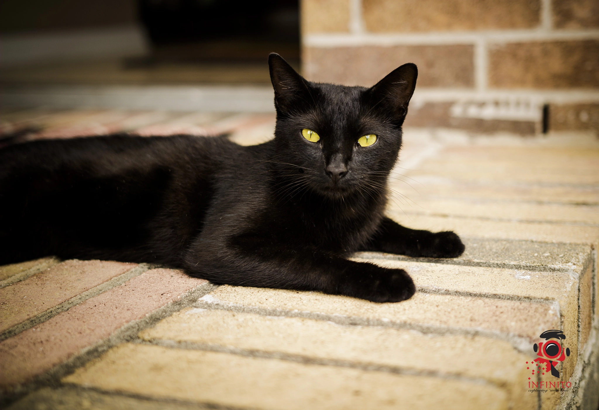 Sigma 18-35mm f/1.8 DC HSM sample photo. Black cat photography