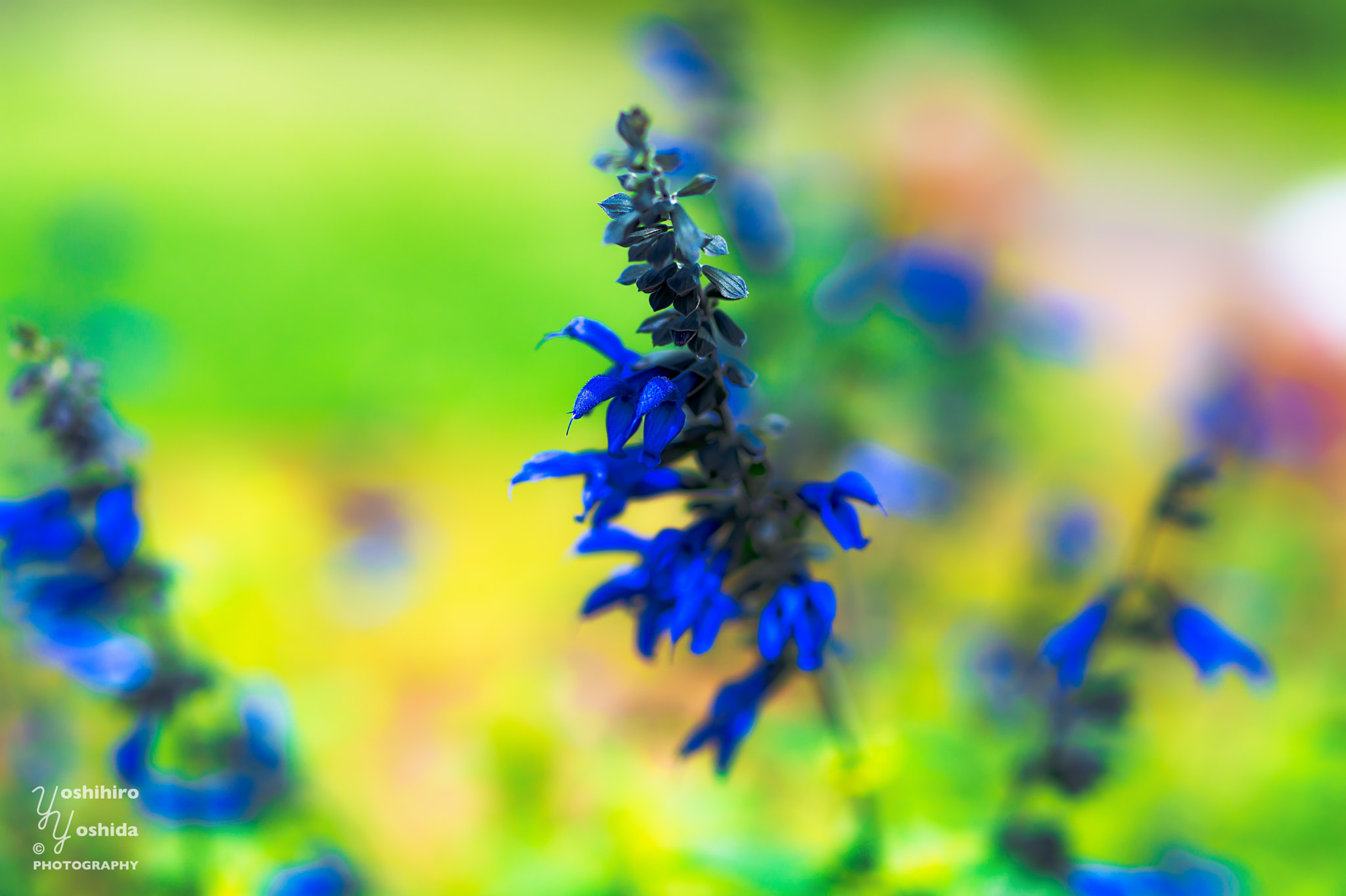 Sony Planar T* 85mm F1.4 ZA sample photo. The colorful garden plants photography