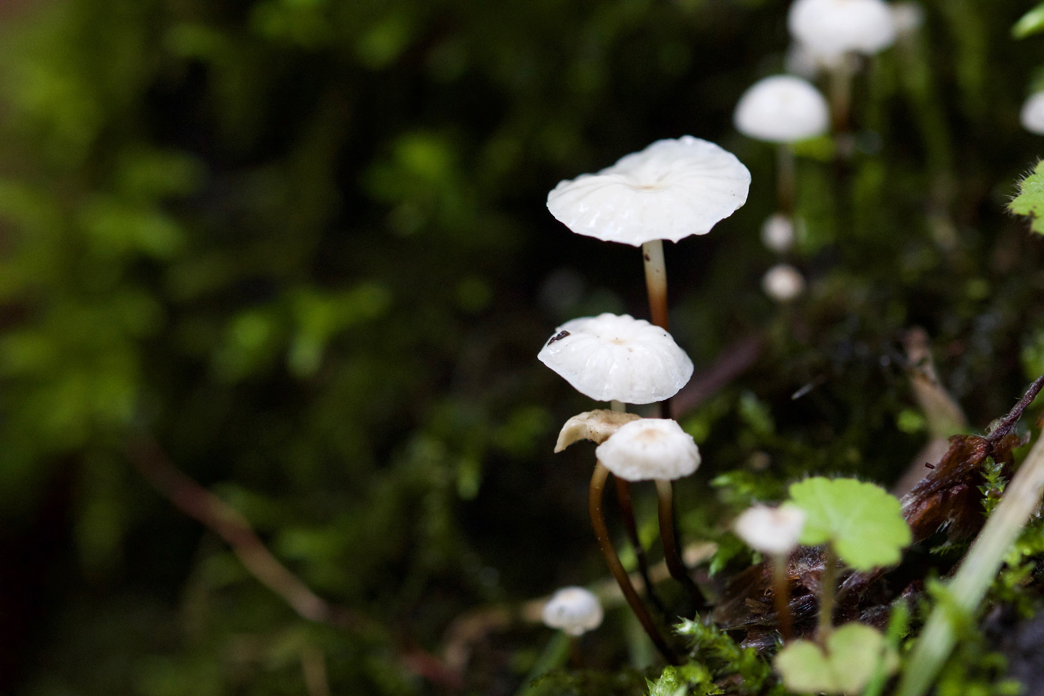 Canon EOS 650D (EOS Rebel T4i / EOS Kiss X6i) + Canon EF 100mm F2.8L Macro IS USM sample photo. Little white mushrooms photography
