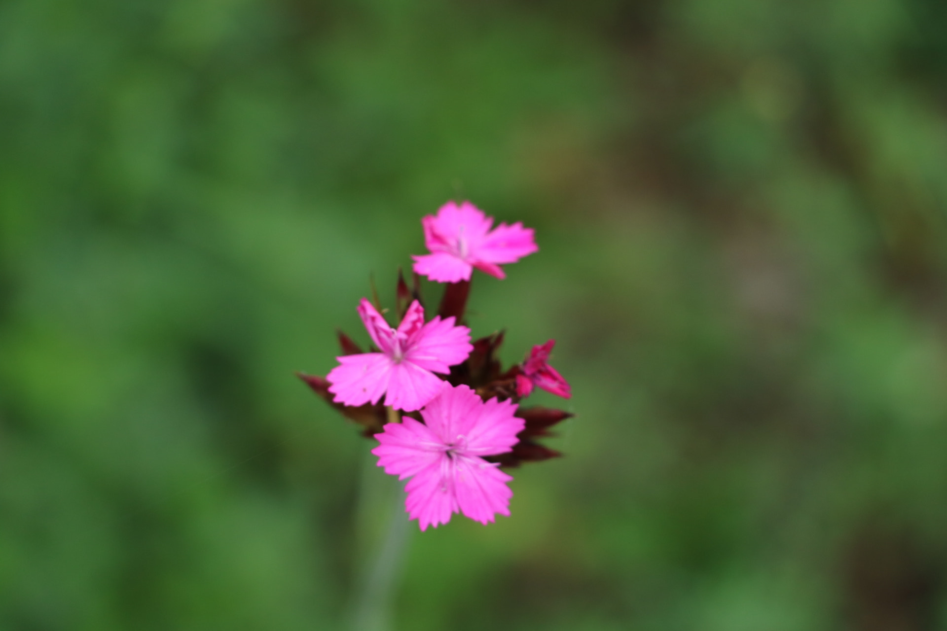 Canon EOS 750D (EOS Rebel T6i / EOS Kiss X8i) sample photo. Flower photography