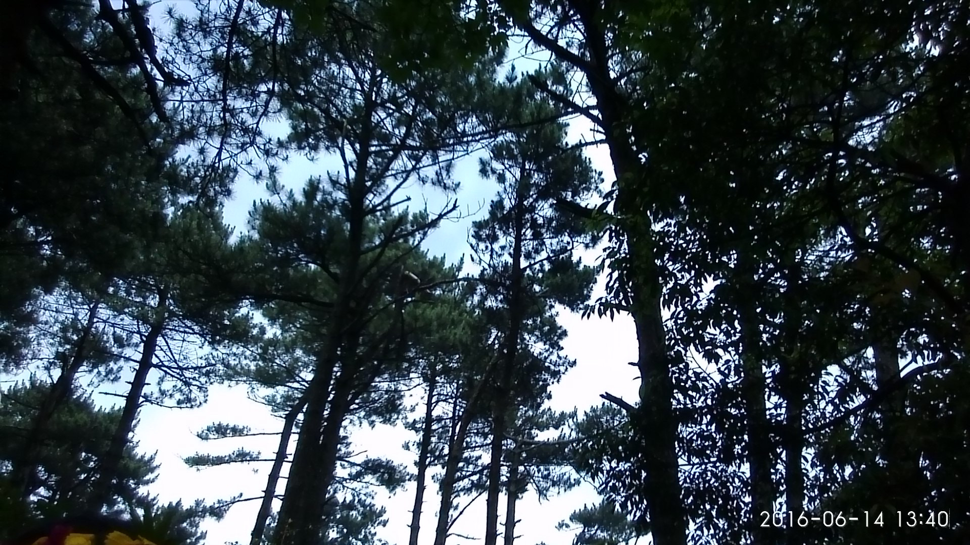 Xiaomi MI3 sample photo. Tree. photography