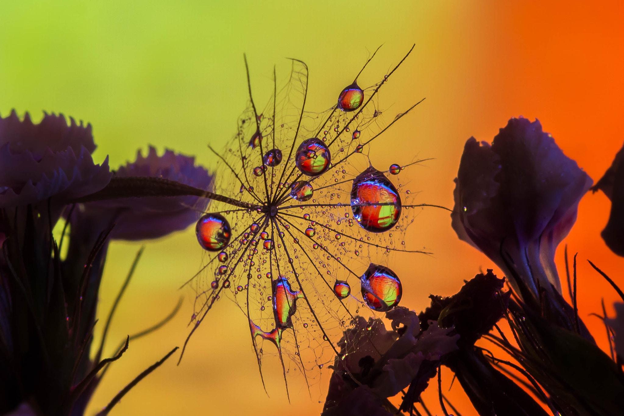 Canon EF 100mm F2.8 Macro USM sample photo. Dreamcatcher photography