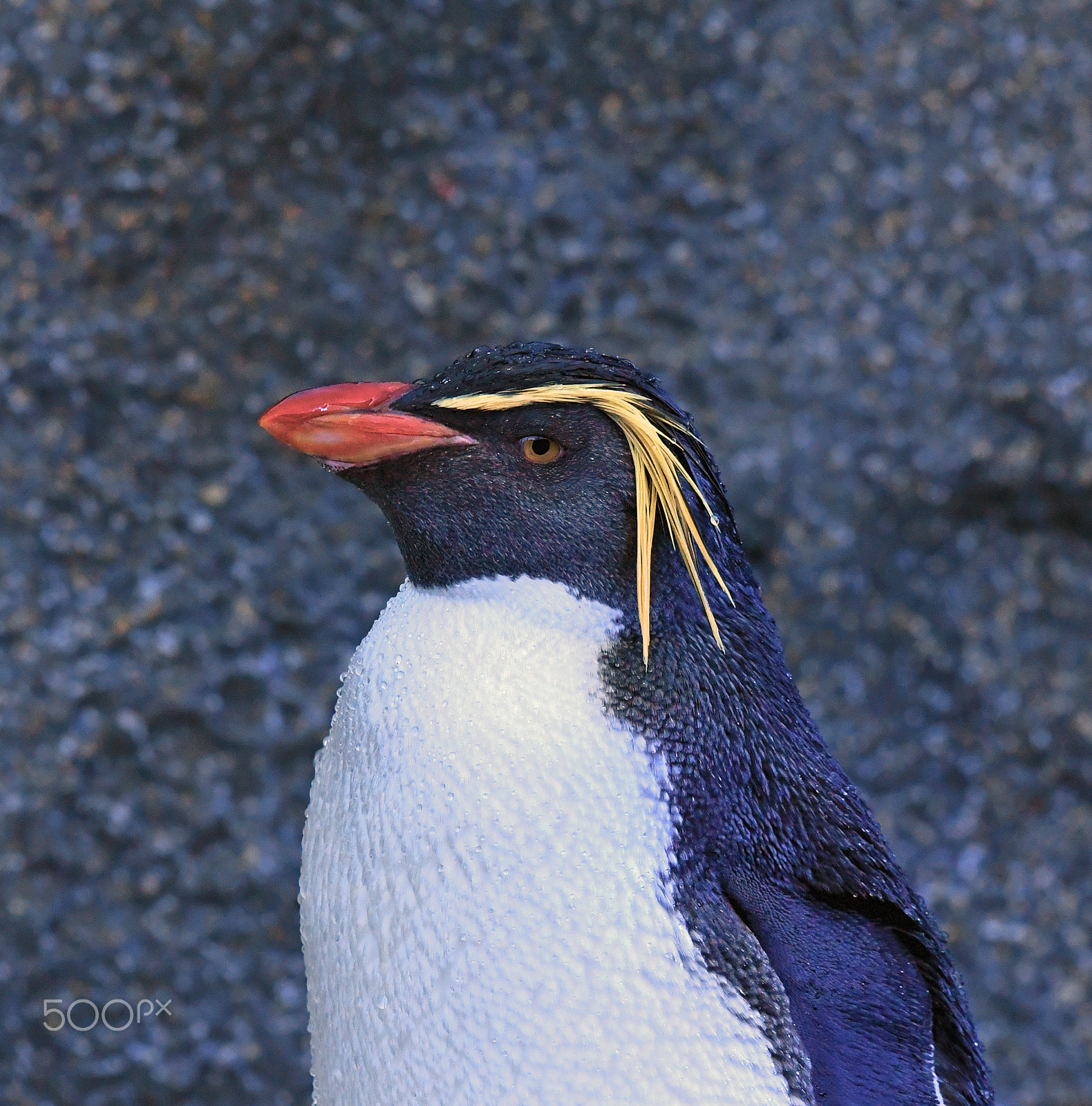 Nikon AF-S Nikkor 200-500mm F5.6E ED VR sample photo. Penguin photography