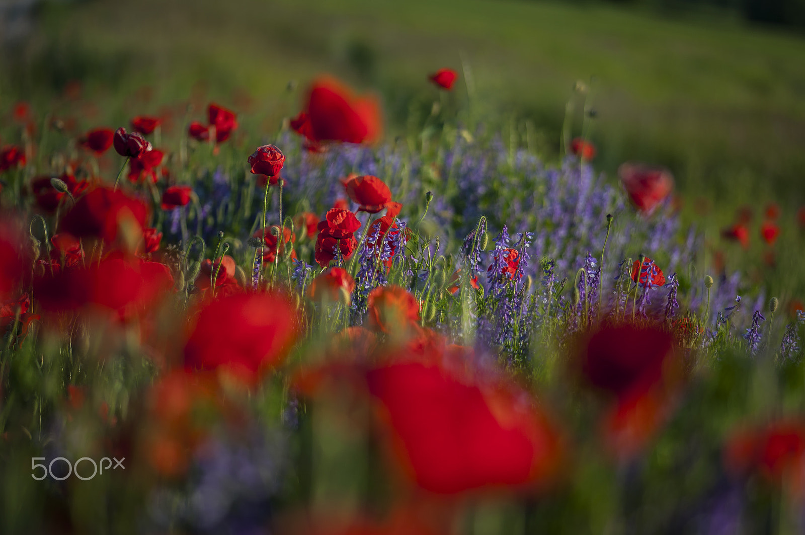 Sigma 105mm F2.8 EX DG OS HSM sample photo. Three colours photography