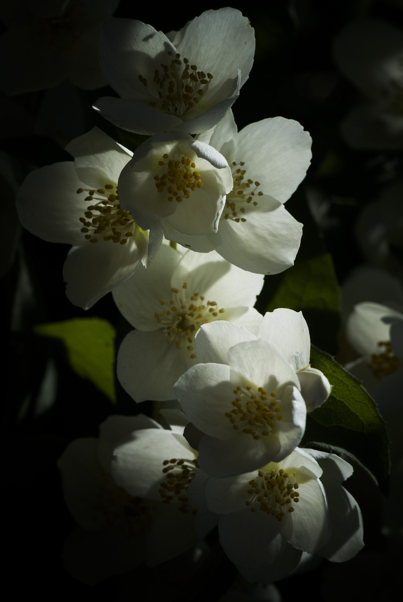 Nikon 1 V1 sample photo. In the shadow photography