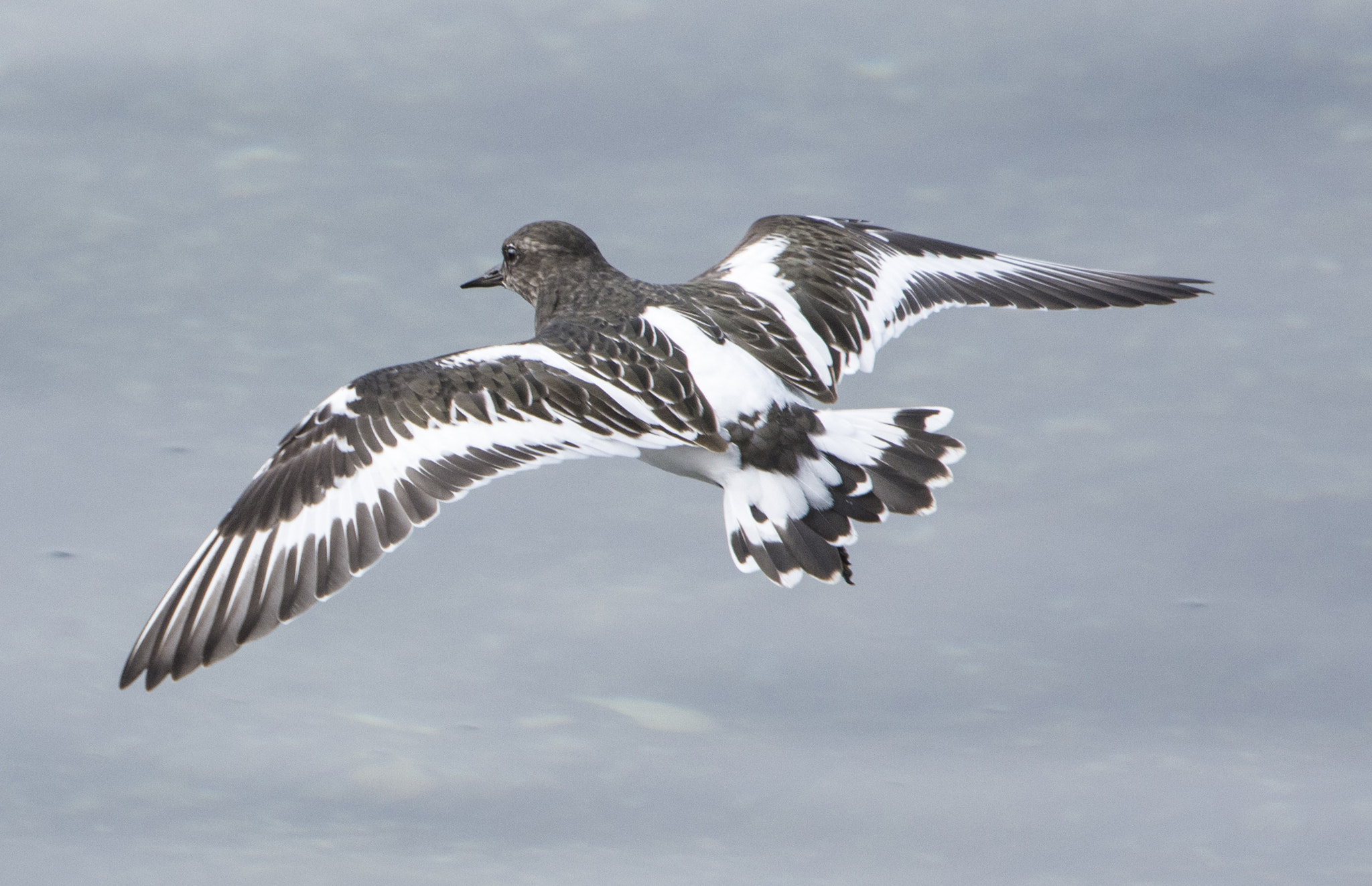 Sigma 120-400mm F4.5-5.6 DG OS HSM sample photo. Least sandpiper, photography