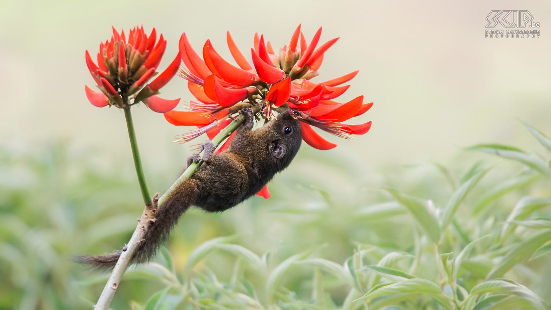 Sigma 150-600mm F5-6.3 DG OS HSM | S sample photo. Nilgiri palm squirrel photography